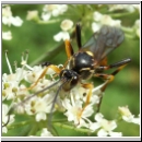 Diphyus sp - Schlupfwespe 02 18mm hsk-fdet04.jpg